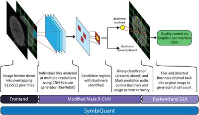 SymbiQuant: A Machine Learning Object Detection Tool for Polyploid Independent Estimates of Endosymbiont Population Size